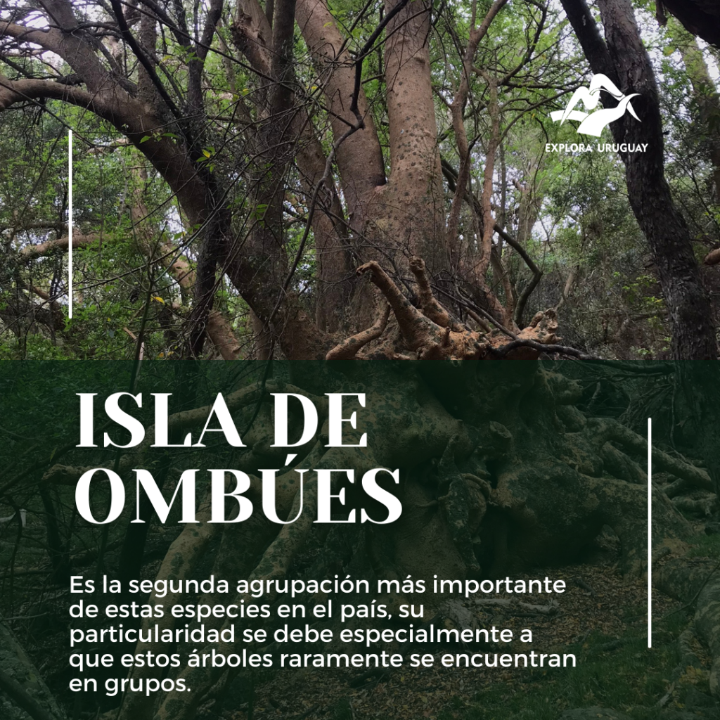Isla de ombúes – Uruguay