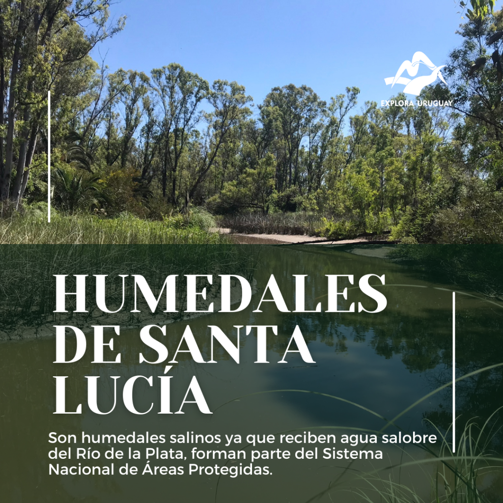 Humedales del río Santa Lucía – Uruguay